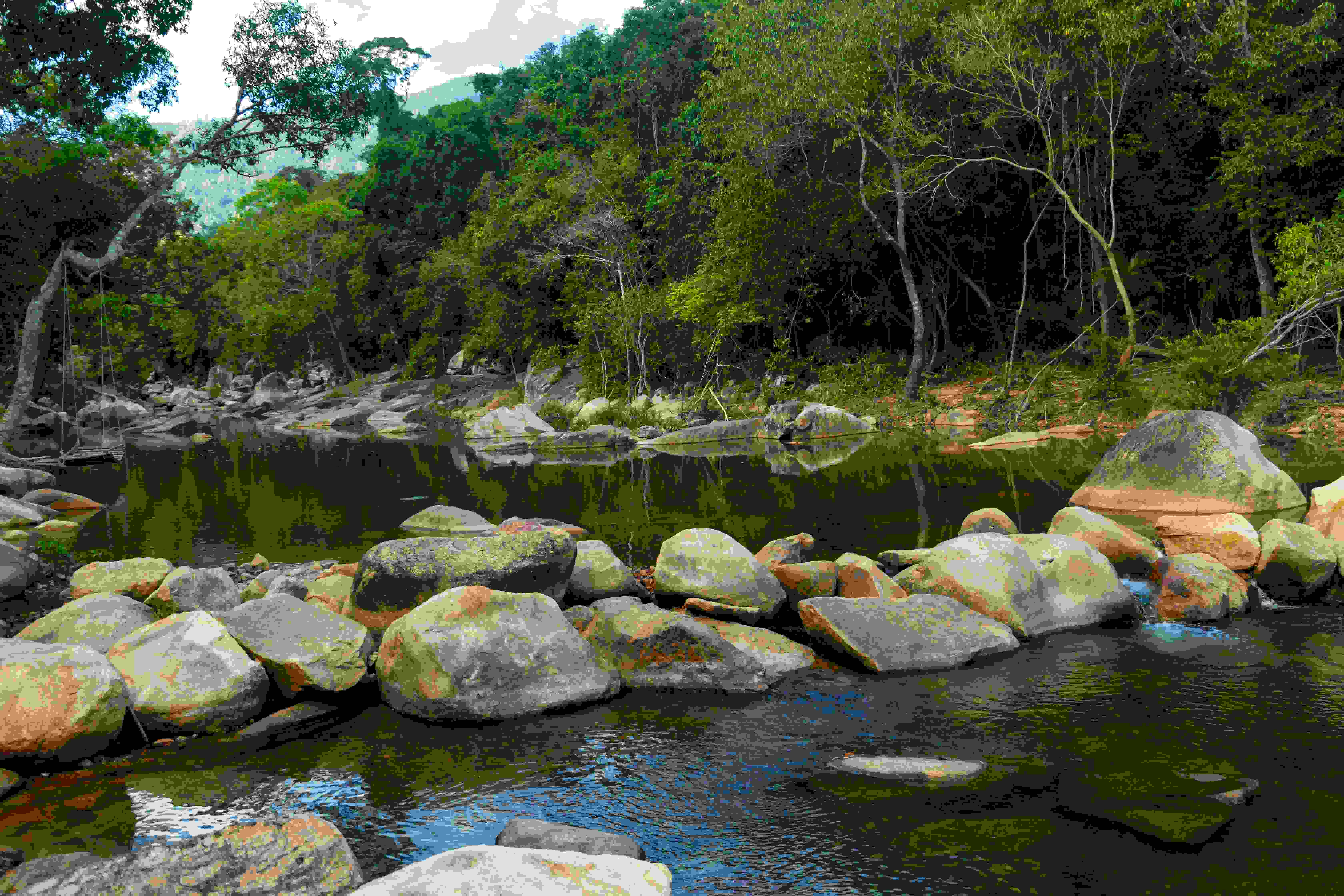 Riparian Vegetation